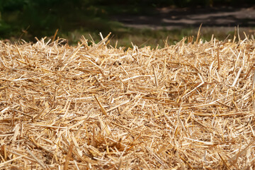 Pile of golden yellow hay. Hay texture. Straw for background close-up. Hay tightly bound in a bale