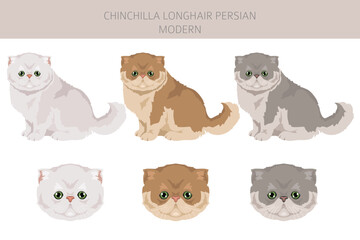Chinchilla Persian Longhair Modern Cat clipart. All coat colors set.  All cat breeds characteristics infographic. Vector illustration