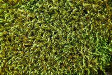 Green moss texture, natural vegetable coating