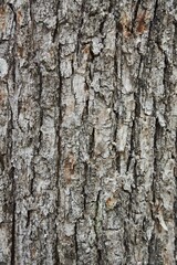 The texture of the tree bark, natural vegetable coating