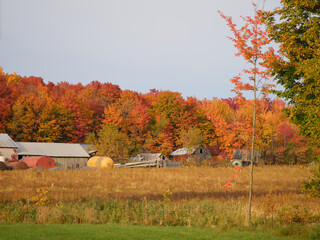 Trees in autumn colors and rural landscape.