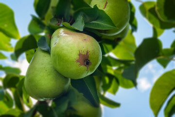 Green pears on a branch. Pear close-up. Selective focus