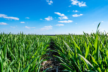 Green young stalks of winter wheat in a field against a blue sky. Close-up.