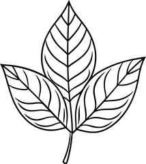 hand drawn beautiful leaf  for adult coloring book