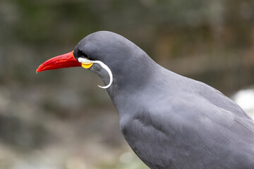 Male Inca Tern (Larosterna inca) along the Pacific Coast of South America