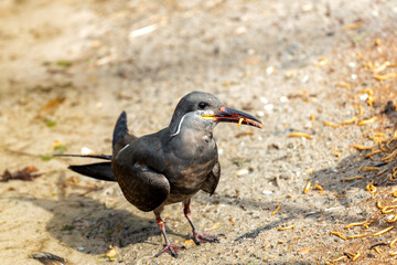 Male Inca Tern (Larosterna inca) along the Pacific Coast of South America