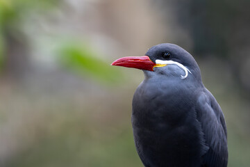 Fototapeta premium Male Inca Tern (Larosterna inca) along the Pacific Coast of South America