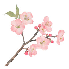 Watercolor Painting of Red Cherry Blossom Branch with Buds and Flowers