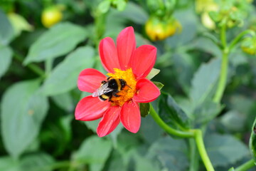 a bumblebee on a red flower with a yellow center close up