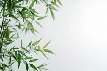 Fototapeta premium Bamboo leaves on an uncluttered surface providing area for text display