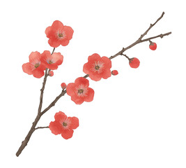 Watercolor Painting of Red Cherry Blossom Branch with Buds and Flowers