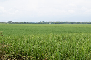 Vast sugarcane crop