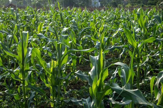 A medium close view of a young corn plant with flowers growing in an agricultural field