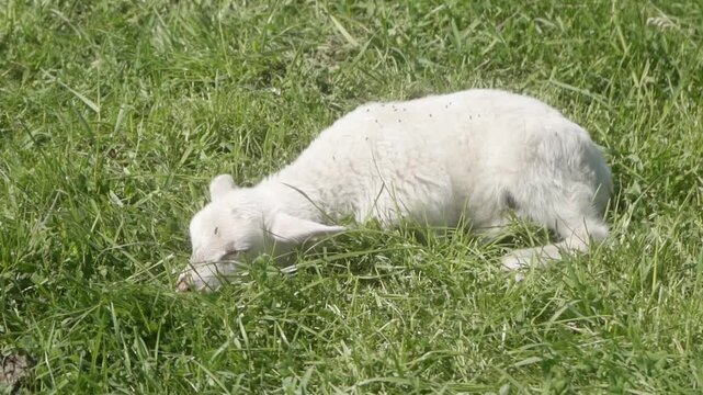 A newborn lamb with white fur sleeps peacefully lying in the grass in a pasture on a clear sunny day. Animal breeding in agriculture.