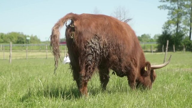 A highland cow with its fur smeared in manure and long horns poops in a pasture. Cow emits methane, a potent greenhouse gas, during digestion and waste. The impact of livestock on climate change.