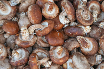 fresh shiitake mushrooms as food background