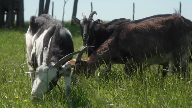 Three domestic dairy goats with cattle ear tags are eating grass in a meadow. Keeping and breeding goats on a farm in agriculture. Herbivorous animals feed on free grazing.