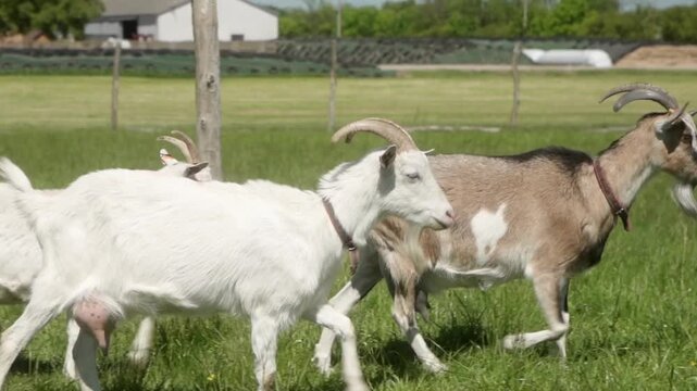 A flock of domestic dairy goats of different breeds and colors are walking across the meadow, heading to graze on the pasture. Free grazing of farm animals in agriculture and animal husbandry.