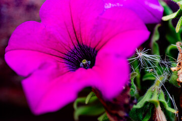 Fiore da giardino macro rosso
