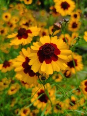 A bunch of yellow flowers with red centers