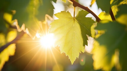 Obraz premium Grape cluster, warm sun rays, vibrant green leaves, golden hour