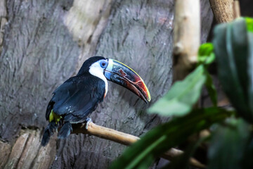 A colorful toucan with a large beak is perched comfortably on a tree branch