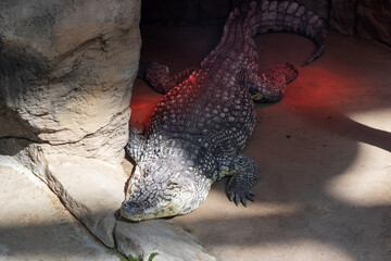 A large, impressive crocodile is resting on the ground beside a rock