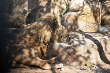 A majestic lion is laying comfortably on a rock, enjoying the shade