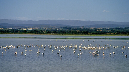 Flamant rose, .Phoenicopterus roseus, Greater Flamingo, Camargue, 13, Bouches du Rhone, France