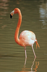 Flamant rose, Phoenicopterus ruber ruber, American Flamingo