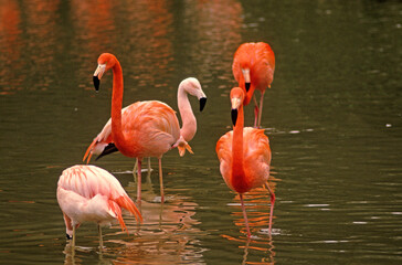 Flamant rose, Phoenicopterus ruber ruber, American Flamingo