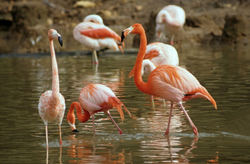 Flamant rose, Phoenicopterus ruber ruber, American Flamingo