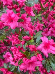 red and pink flowers