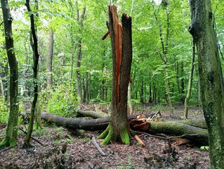 The broken trunk of a young oak on the background of the forest. Forest landscape in the summer...