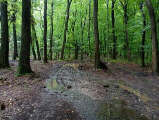 Tracks in the wet forest left by logging trucks. Dirt roads in the middle of a green forest. Forest summer landscape during rain.