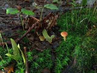 A brown mushroom was growing in the green thick moss. Beautiful natural background with poisonous mushrooms.