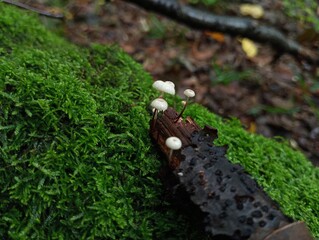 Small poisonous microscopic mushrooms of white color on an old rotten branch lying on green moss in the forest.