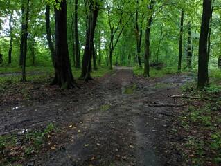 Crossroads of dirt forest roads in the forest in summer among green tall trees during rain. A beautiful landscape in the forest with intersecting roads.