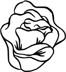 Sketch Sushi and rolls. Japanese traditional cuisine dishes nigiri, tamago, sashimi, uramaki,, temaki, futomaki. Perfect for asian restaurant, shop menu, logo, social media, web design, packaging 