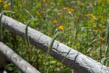 Fototapeta premium wooden fence and grass seed heads