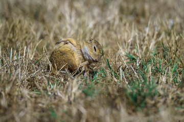 Cute small animal next to Inner lake Tihany, Hungary. European ground squirrel (Spermophilus citellus)