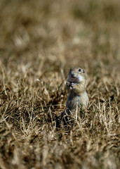 Cute small animal next to Inner lake Tihany, Hungary. European ground squirrel (Spermophilus citellus)