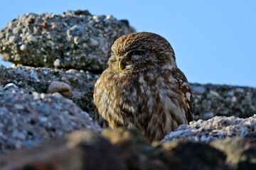 Steinkauz (Athene noctua) sitzt auf einer Steinmauer // Little owl (Athene noctua) sitting on a stone wall - Milos, Greece