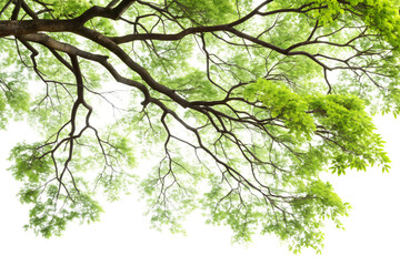 Fototapeta premium Tree branches leaves flowing png