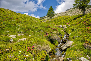 a small creek with waterfall green meadows and flowers high in the nature park mont avic in the Graian Alps in the aosta valley in sunny weather