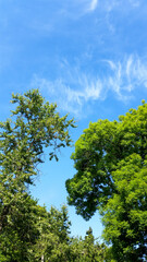 Obraz premium trees and blue sky