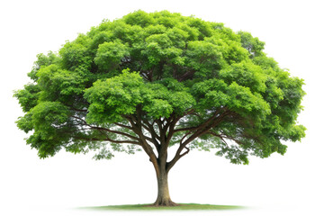 Fototapeta premium Tree png