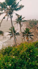 palm trees on the beach