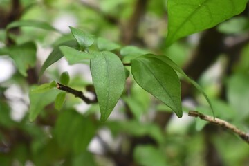 Obraz premium Fresh green leaves glisten with moisture, showcasing their vibrant color and healthy appearance. The image evokes a sense of tranquility and connection to nature.