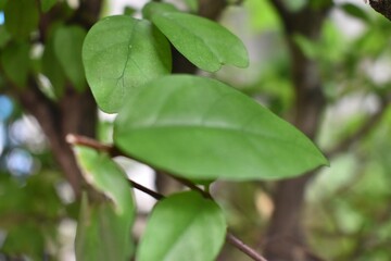 Lush green leaves glistening in natural light, conveying a sense of tranquility and freshness.